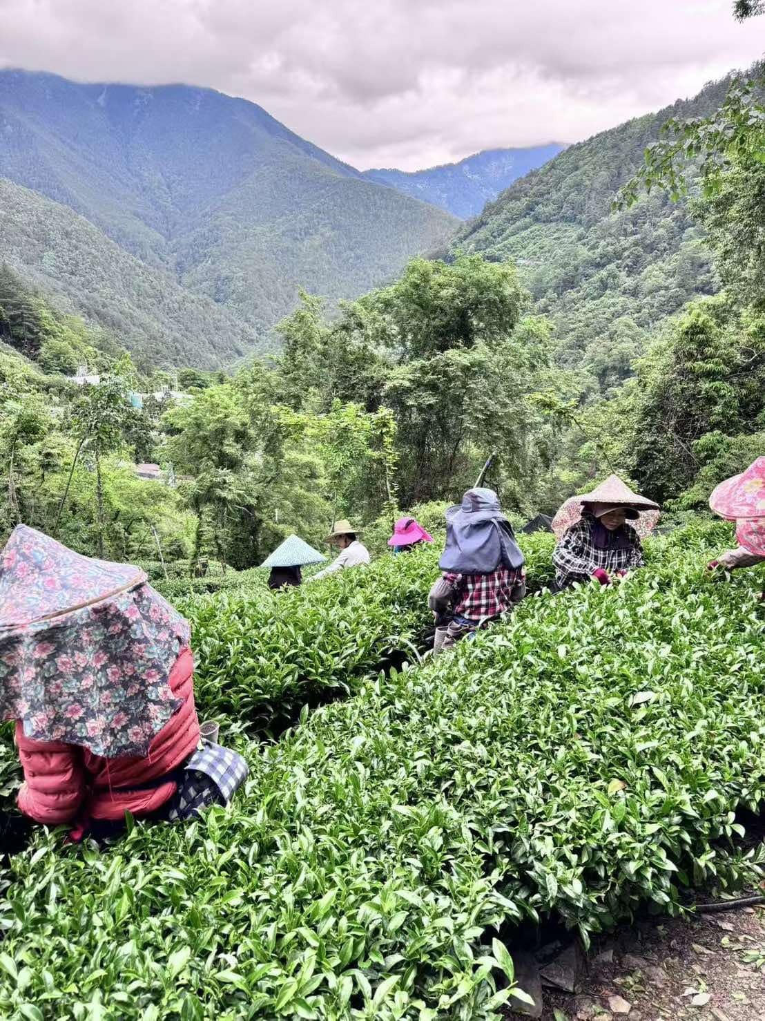 福壽山茶園遠景