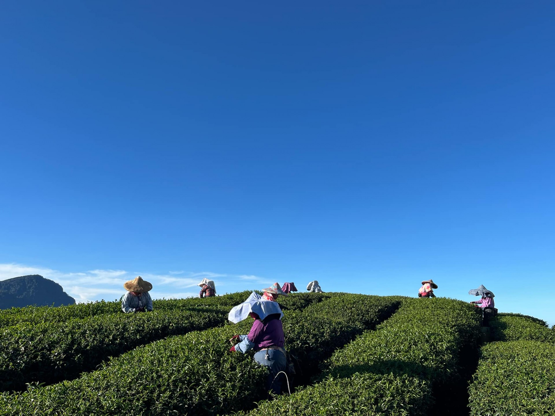 龍鳳峽茶樹與玉山遠景