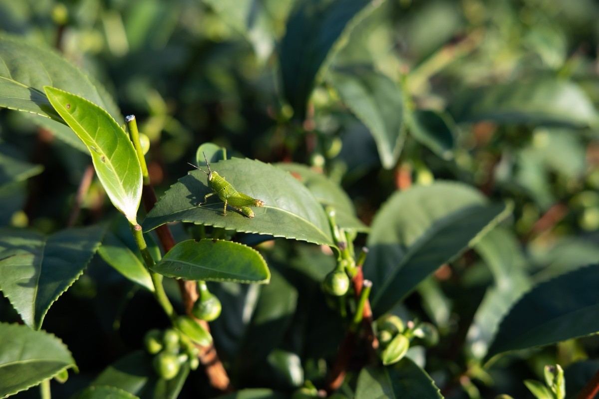 石碇茶園生態環境